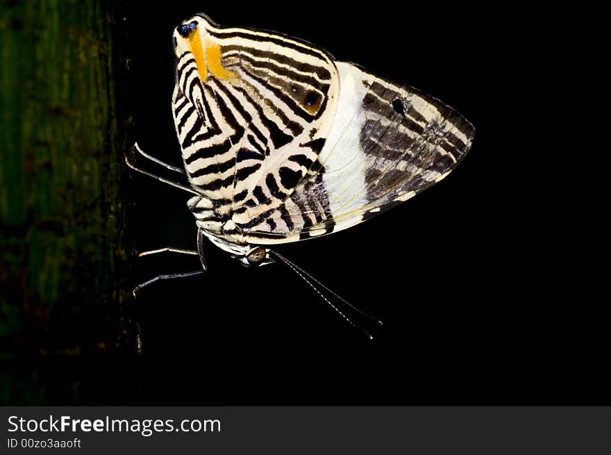 A macro of an nice big butterfly