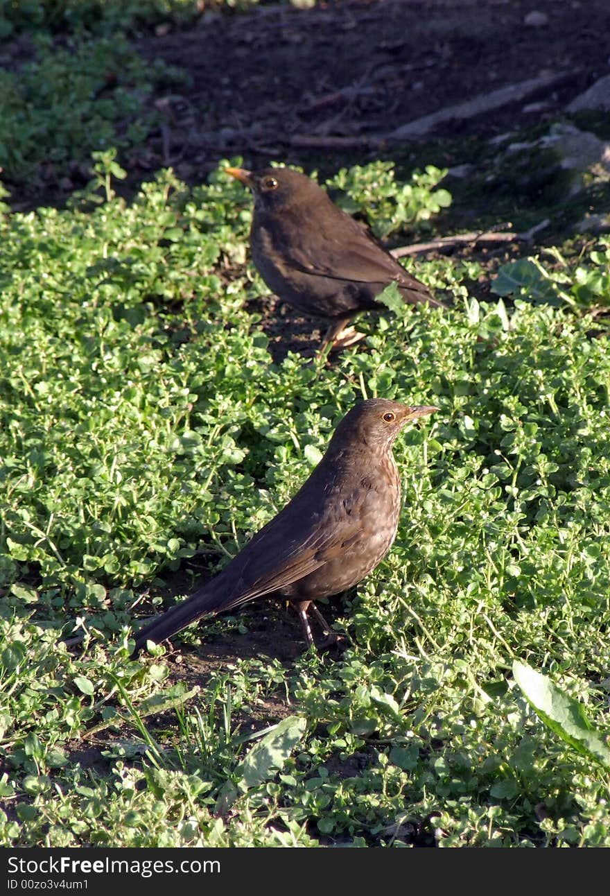 Two small brown birds in meal search on a green grass