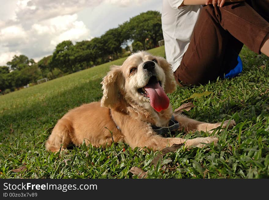 Happy Dog At Field