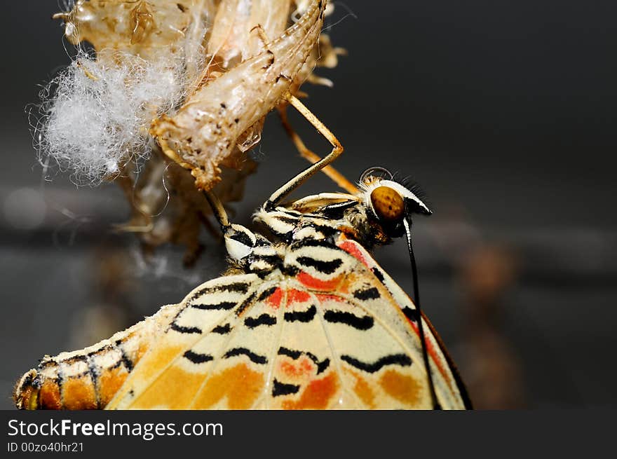 A just born butterfly with nice coloured wings