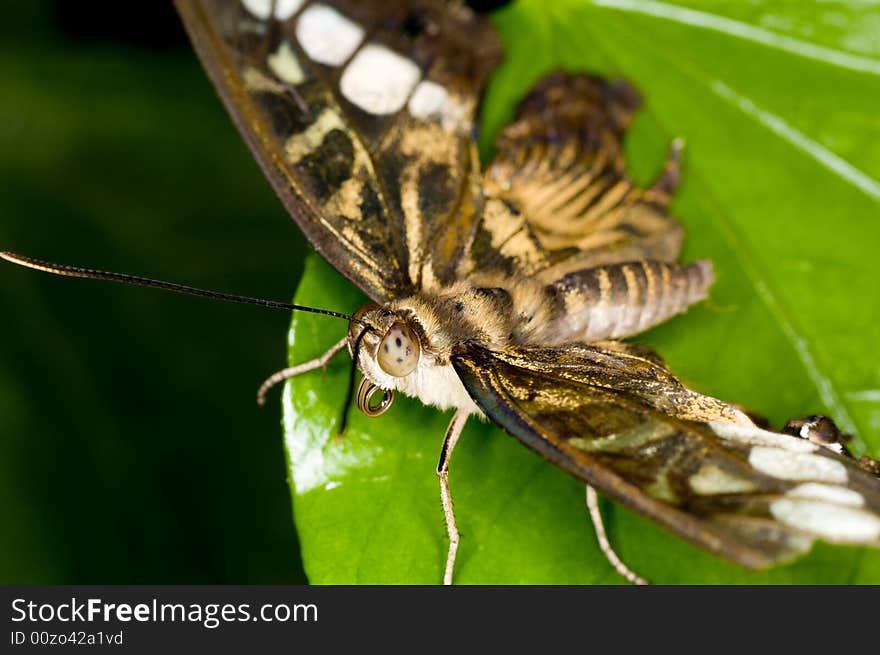 A macro of an nice big butterfly