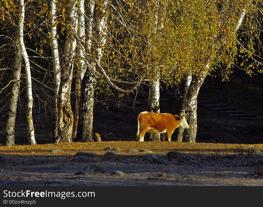 Cattle in the woods at sunshine