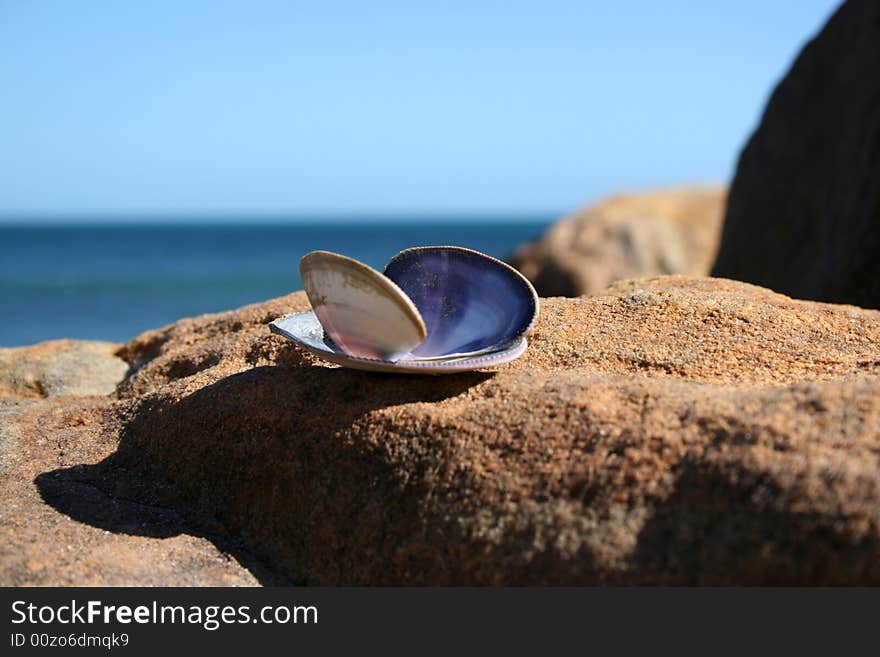 Lone Seashell on a large rock with horizon in background