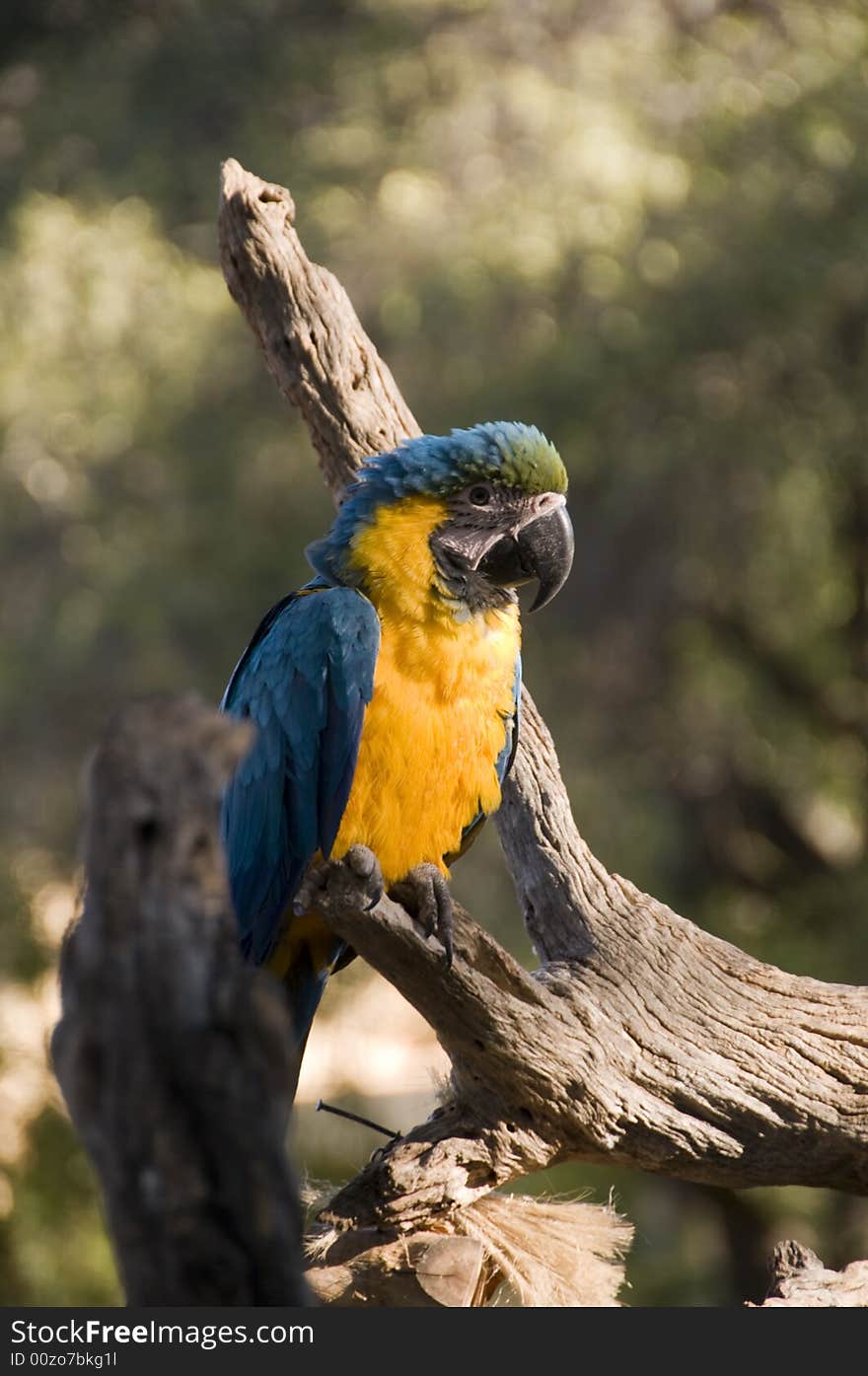 Perched McCaw