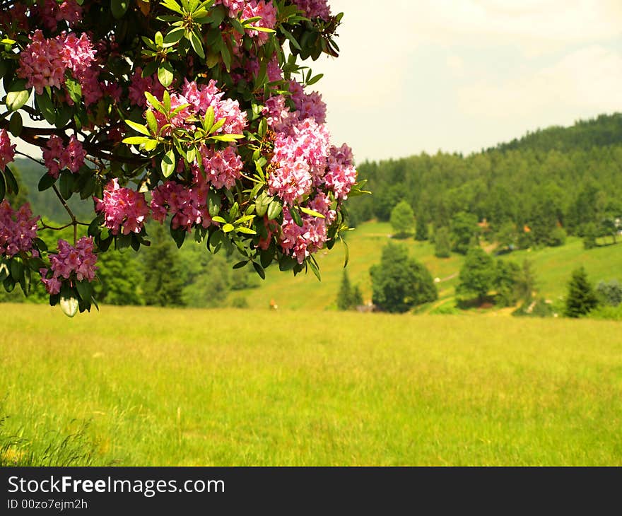 Colourful Flowers