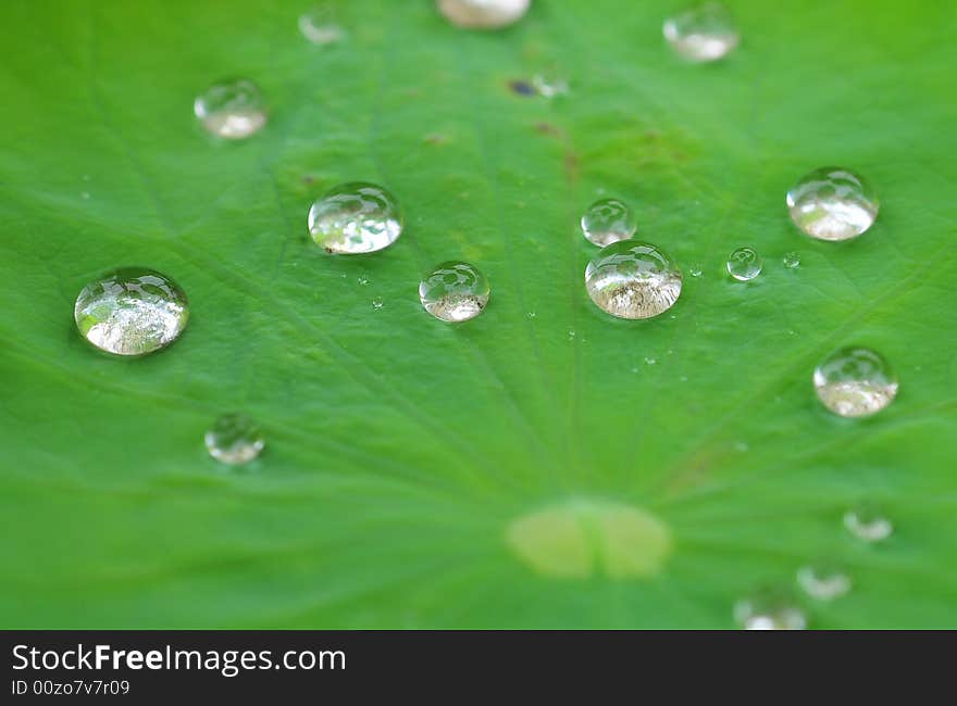 Drip in lotus leaf