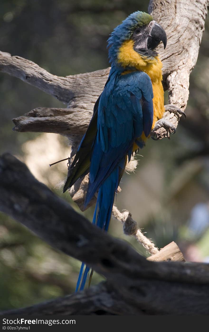 Macaws are small to large, often colorful New World parrots. Of the many different true parrots genera, six are classified as macaws. 

Macaws are native to Mexico, Central America, South America, and formerly the Caribbean. Most species are associated with forest, especially rain forest, but others prefer woodland or savanna-like habitats.

Macaws are zygodactyl, having their first and fourth toe pointing backwards. Macaws are small to large, often colorful New World parrots. Of the many different true parrots genera, six are classified as macaws. 

Macaws are native to Mexico, Central America, South America, and formerly the Caribbean. Most species are associated with forest, especially rain forest, but others prefer woodland or savanna-like habitats.

Macaws are zygodactyl, having their first and fourth toe pointing backwards.