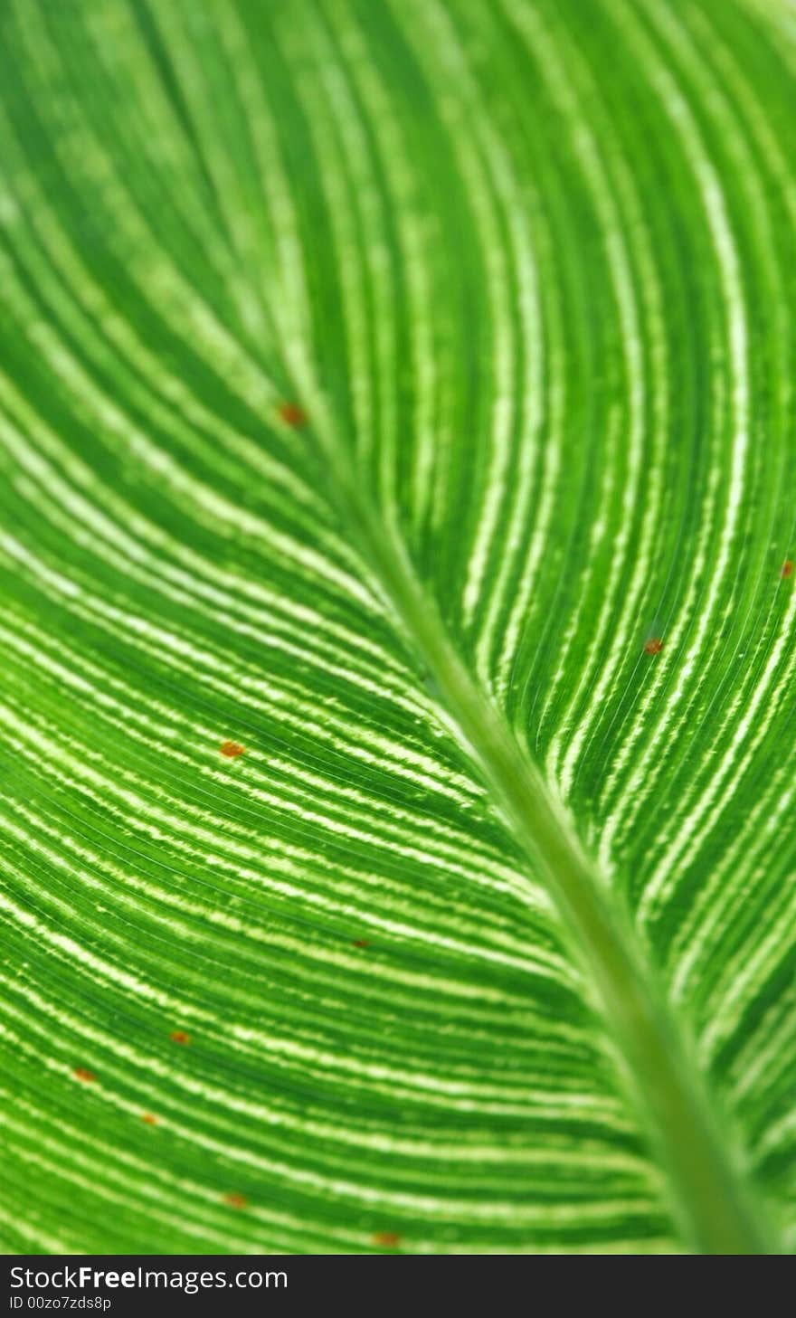 Bbck view of a leaf. Bbck view of a leaf.