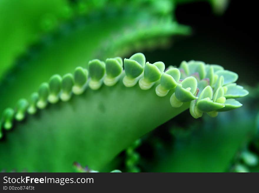 Cactus plant, Mother Of Millions.