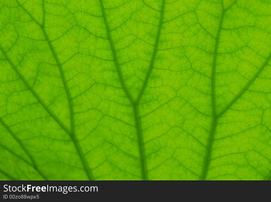 Skeleton of the leaf, lotus leaf. Skeleton of the leaf, lotus leaf