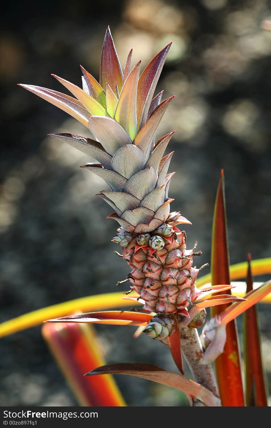 A young fresh pineapple plant