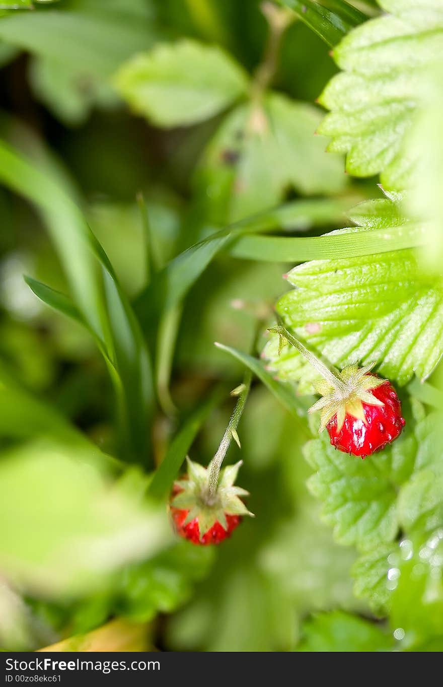 Wild strawberry growing in the woods on a sunny afternoon. Wild strawberry growing in the woods on a sunny afternoon