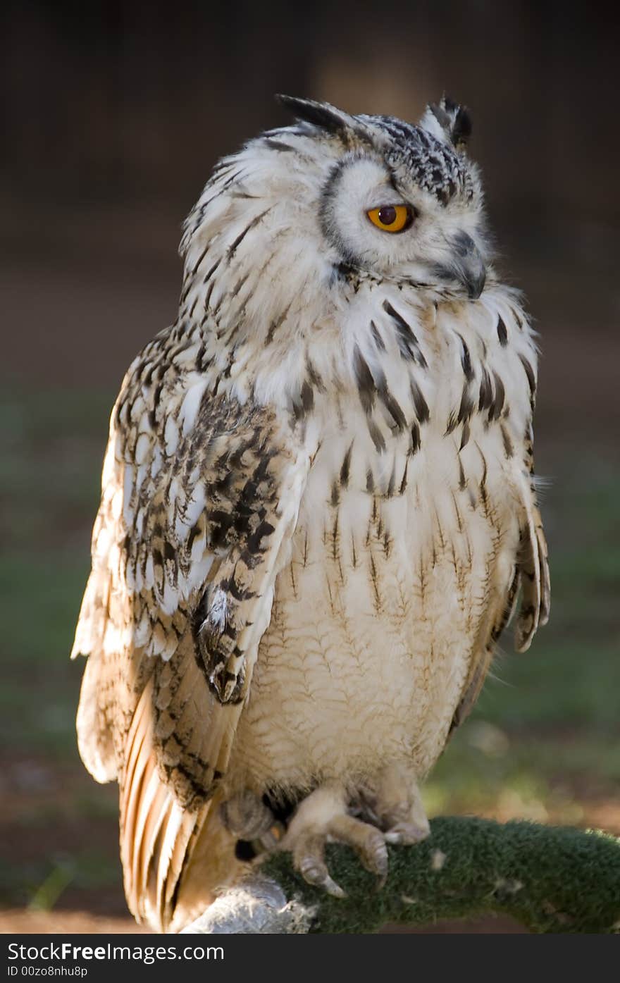 Portrait of a perched Vermiculated Eagle Owl found in the  Pilansberg area, North West Province of South Africa