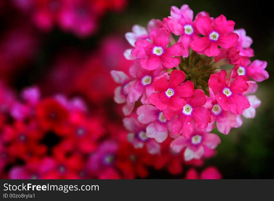 Tiny Red Flowers