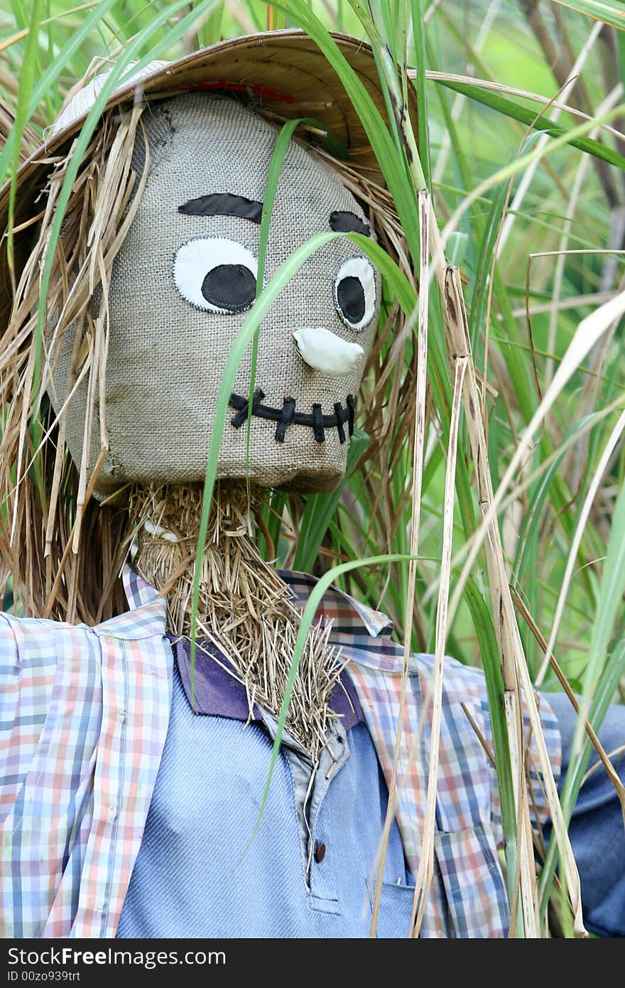 A scarecrows built for farming.