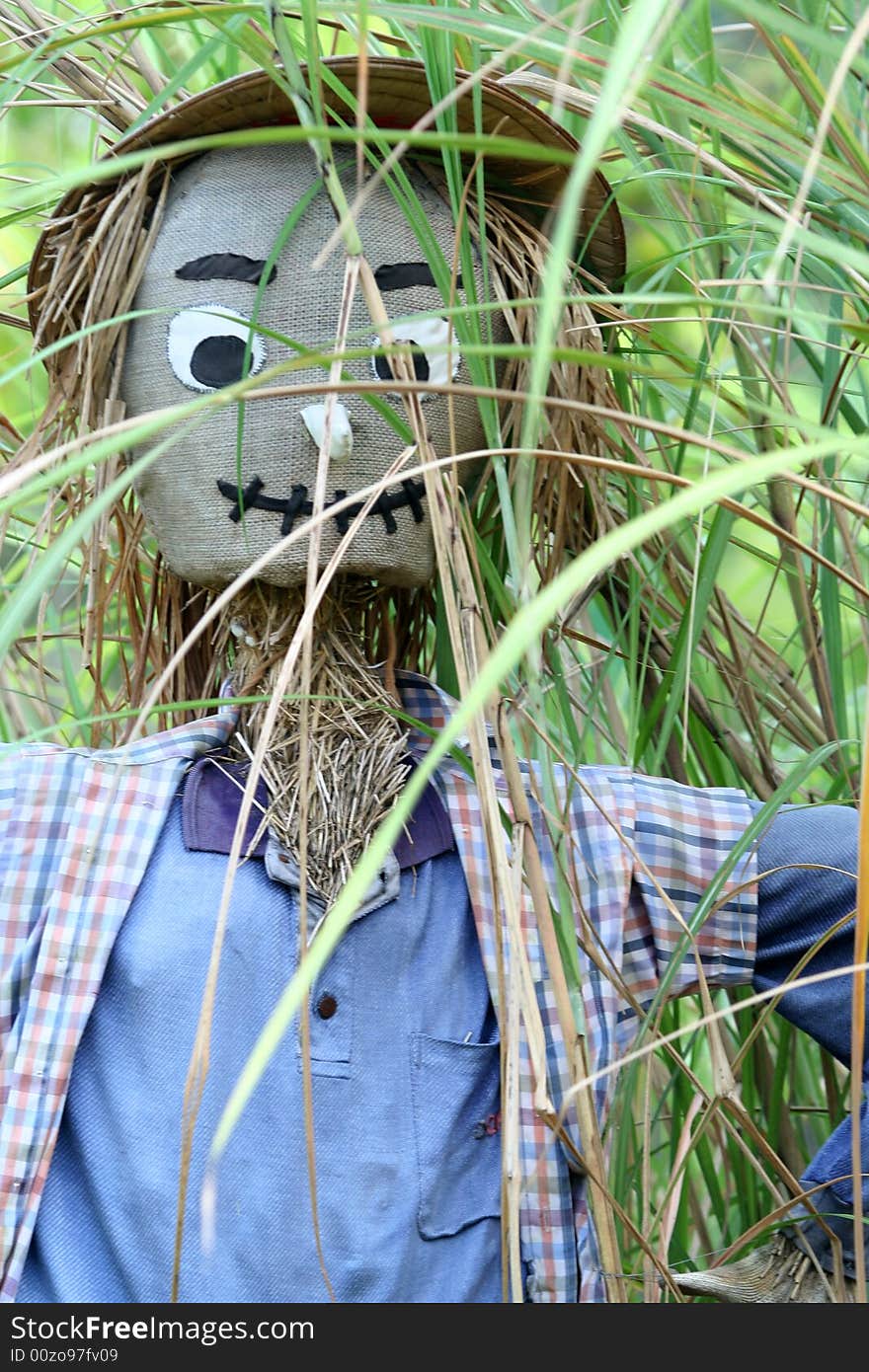 A scarecrows built for farming.