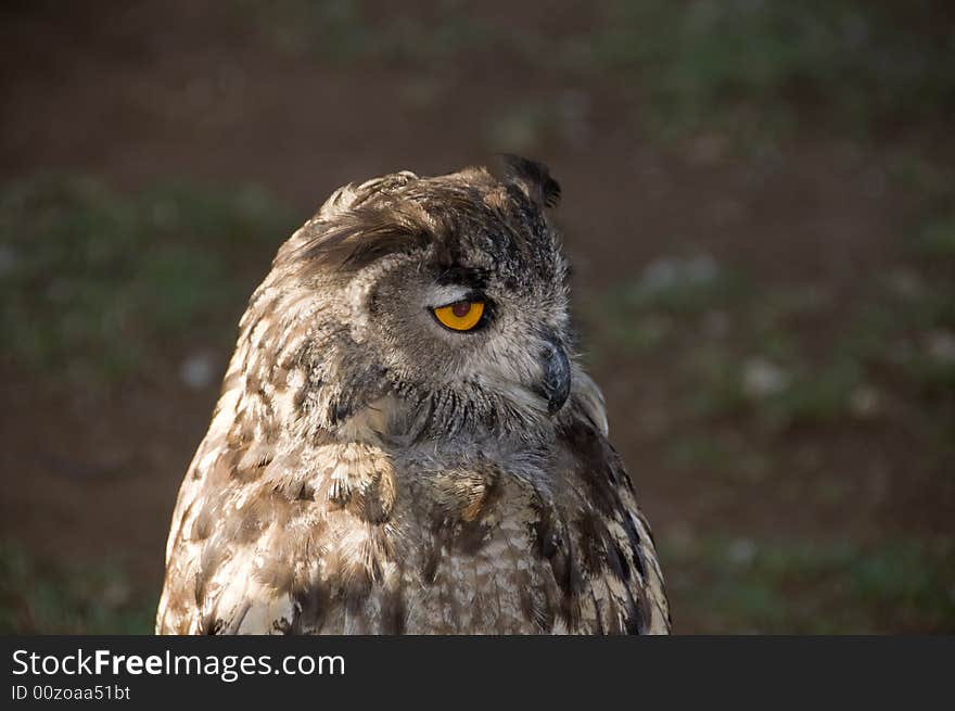 Landscape of head and shoulders of a Vermiculated Eagle Owl looking left, found in the  Pilansberg area, North West Province of South Africa