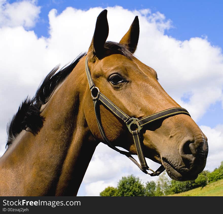 A beautiful horse and cloudy sky on nice summer day on the field. A beautiful horse and cloudy sky on nice summer day on the field