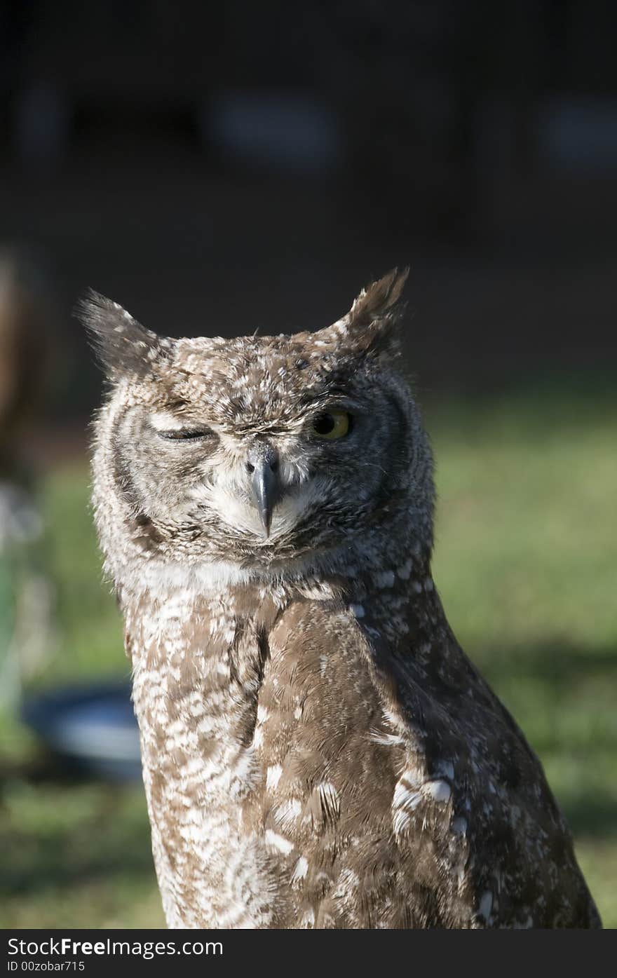 Portrait of a perched Vermiculated Eagle Owl looking forward with one eye, found in the  Pilansberg area, North West Province of South Africa. Portrait of a perched Vermiculated Eagle Owl looking forward with one eye, found in the  Pilansberg area, North West Province of South Africa