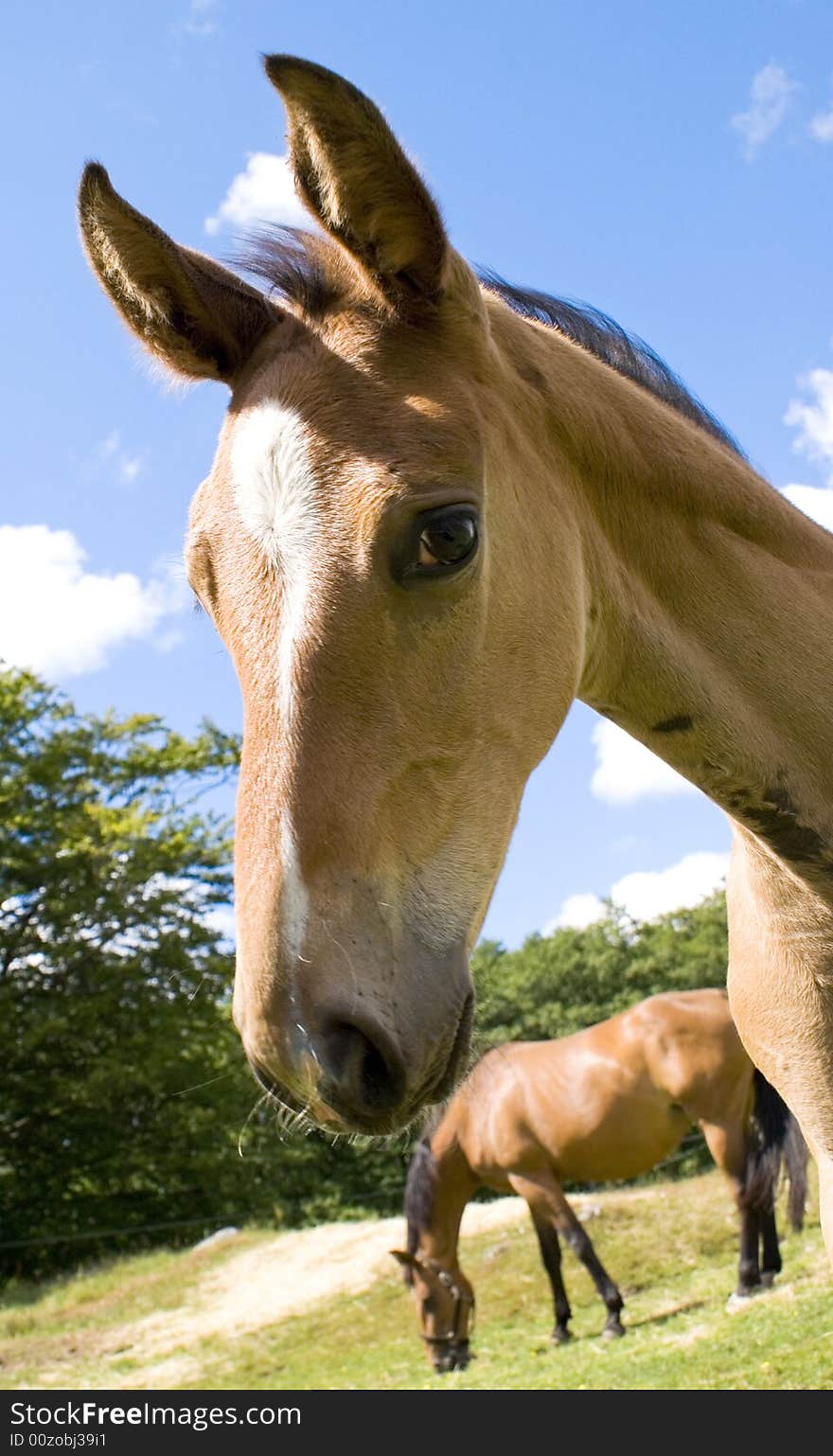 A curious foal is looking in to the camera and her mother is eating grass behind her on the fiel