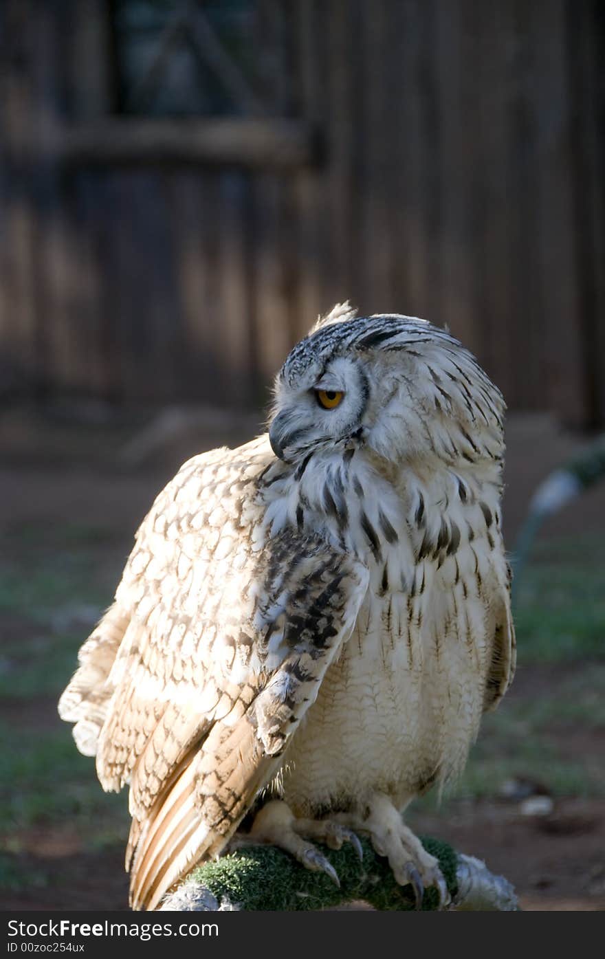 Perched Vermiculated Eagle Owl