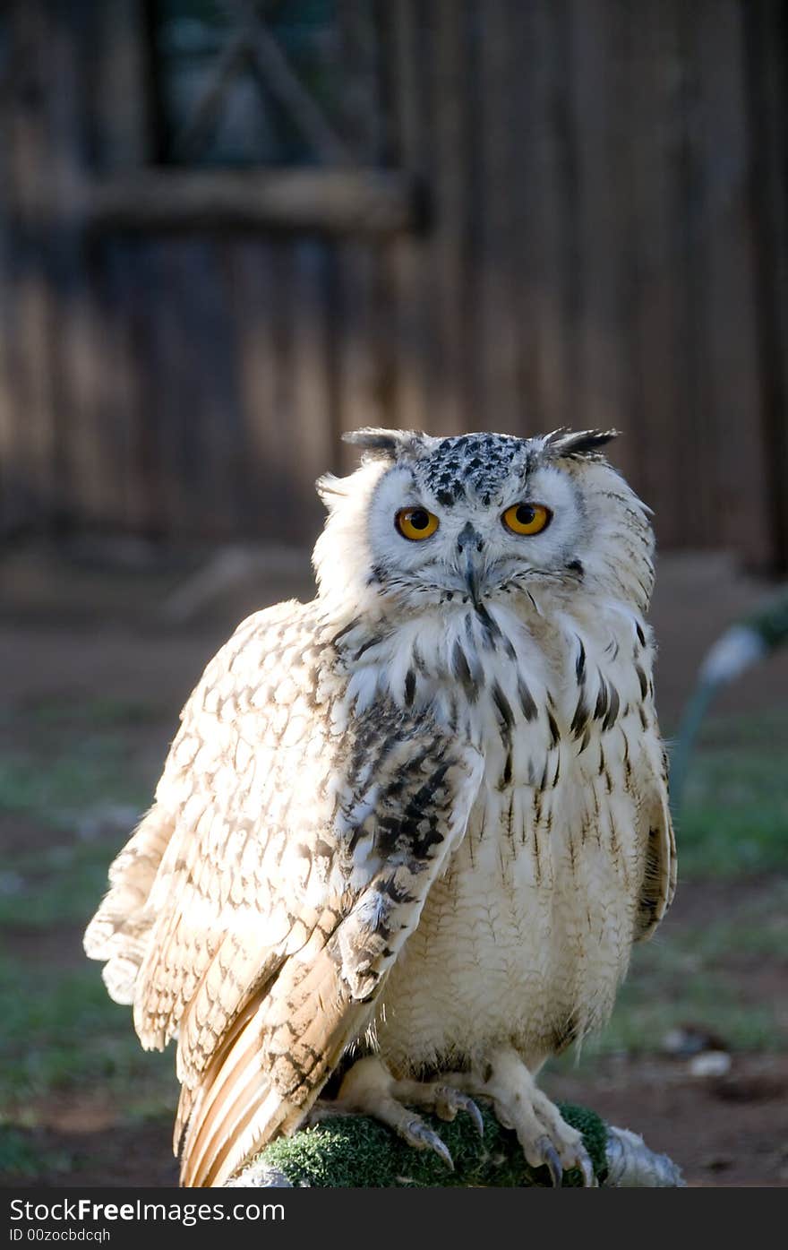 Portrait of a perched Vermiculated Eagle Owl looking forward, found in the Pilansberg area, North West Province of South Africa