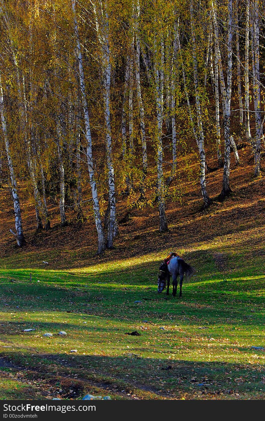 A horse is very beautiful in forest. A horse is very beautiful in forest