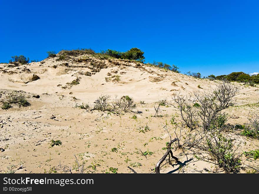 Dunes on the North Sea coastline. The Netherlands.