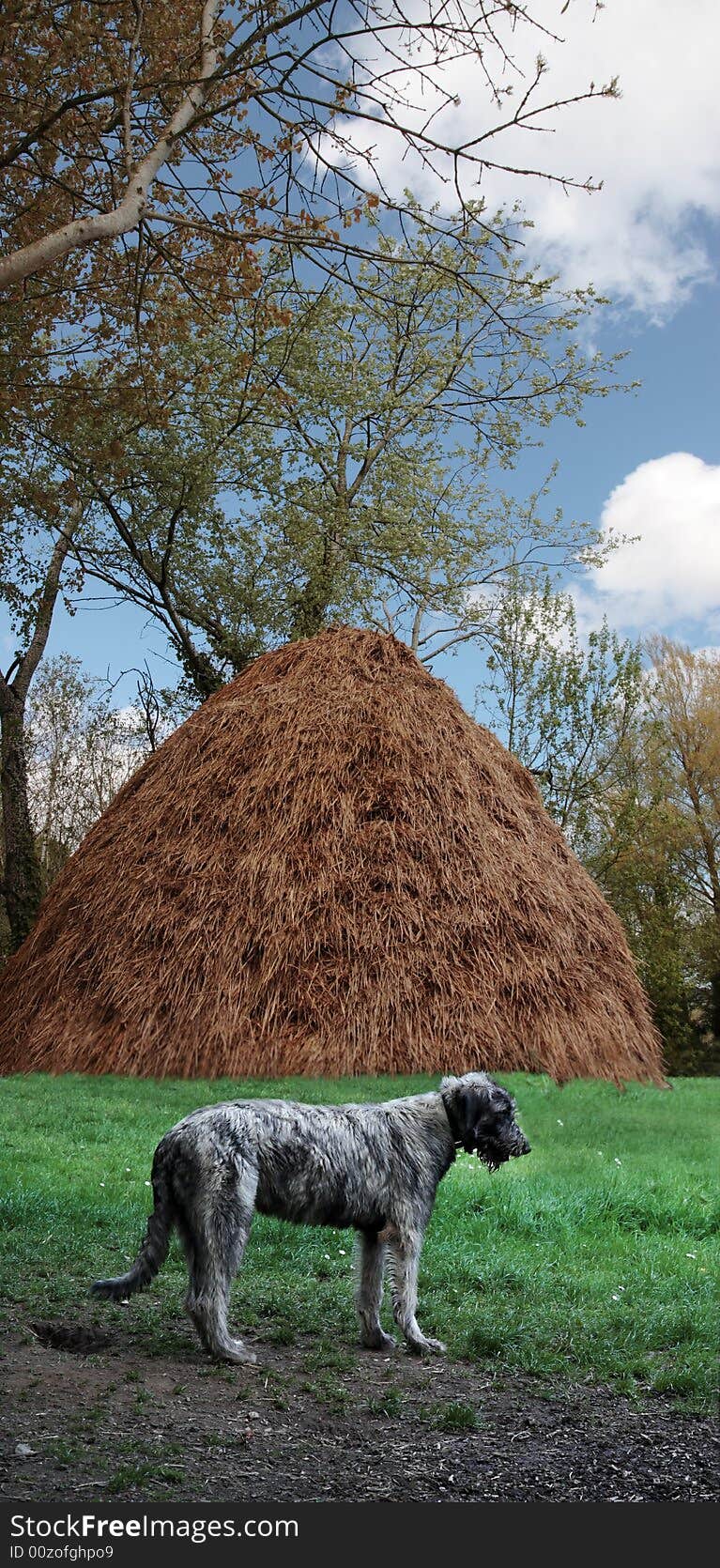 A proud irish wolfhound against an irish farm background