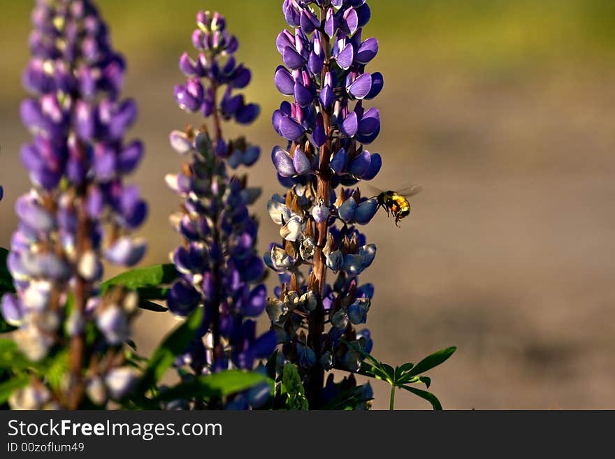 Bee At Lupin