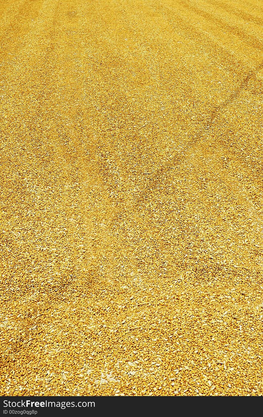 After the harvest wheat is air-drying