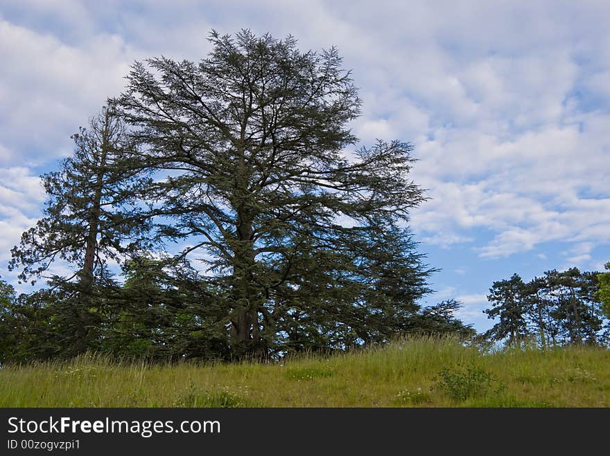 Pine tree against cloudy sky.