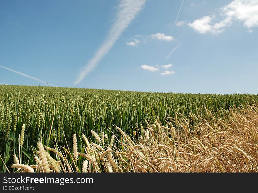 Corn in a field