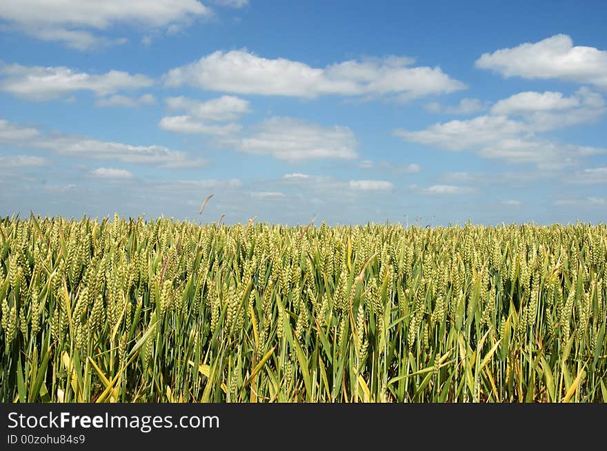 Close up of golden corn in a field