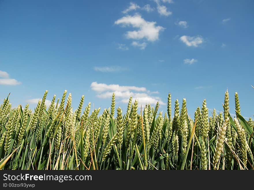 Close up of corn in a field