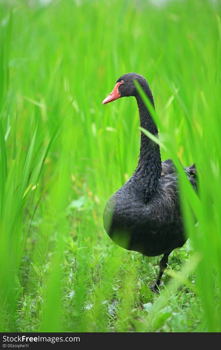 A black swan beside the lake