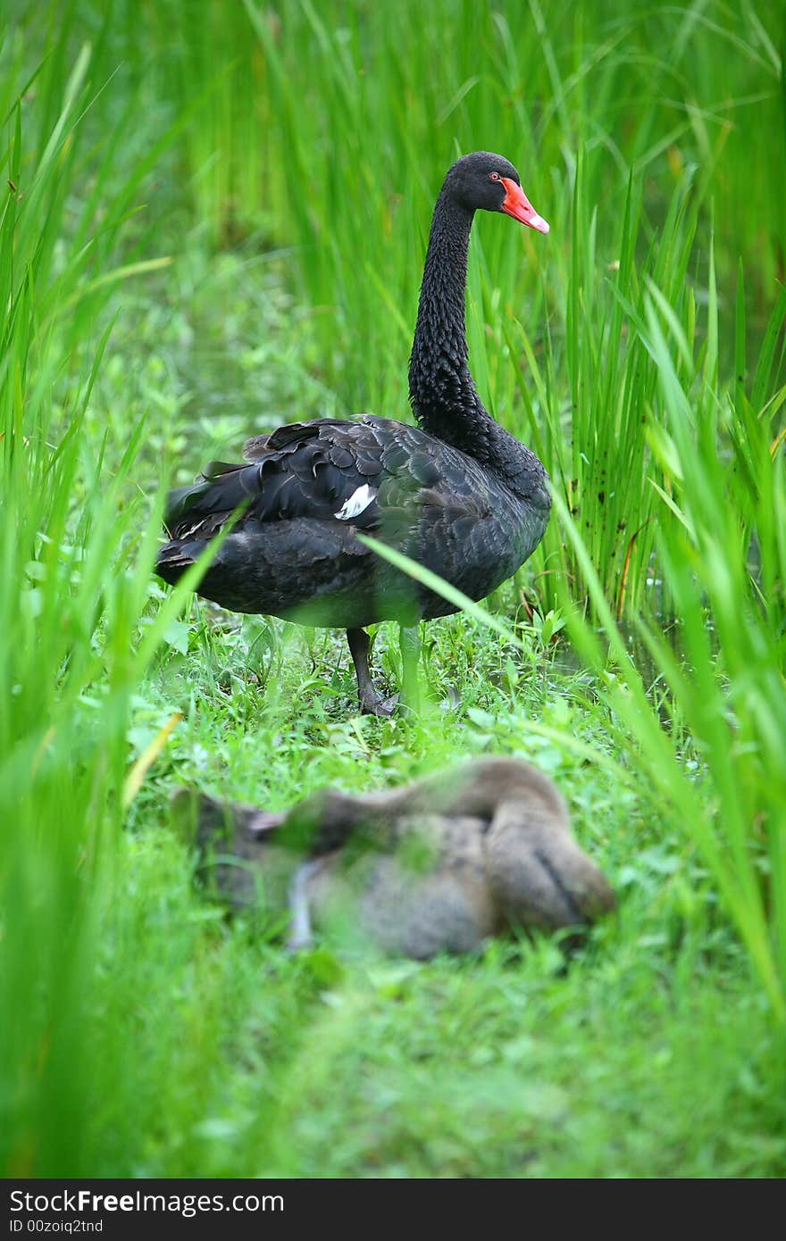 Black swan beside the lake