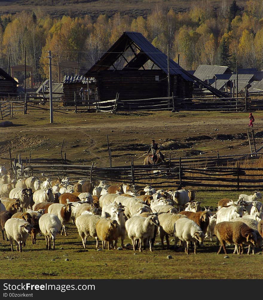 A group of sheeps is going to home. A group of sheeps is going to home