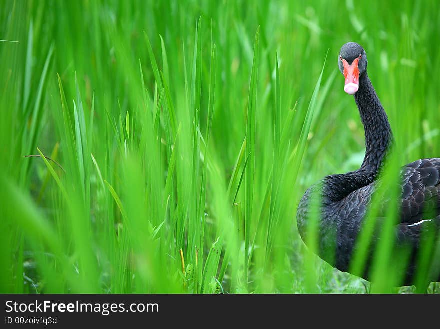 A black swan beside the lake