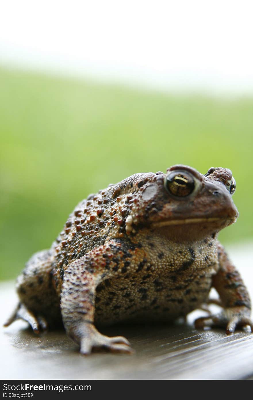 Beautiful close up photo of a frog. Beautiful close up photo of a frog