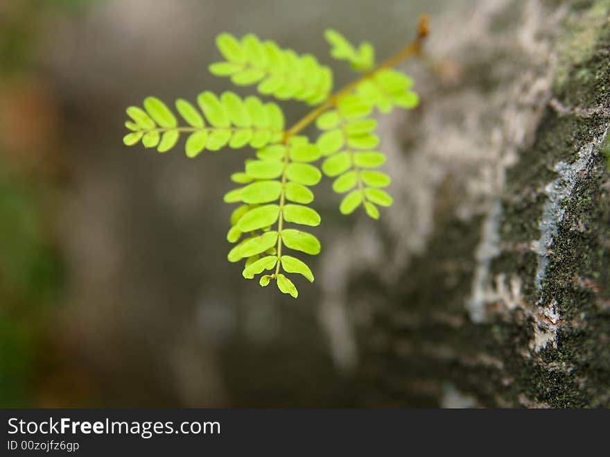 Young green leaves are growing from an old tree trunk, very refreshing. Young green leaves are growing from an old tree trunk, very refreshing.