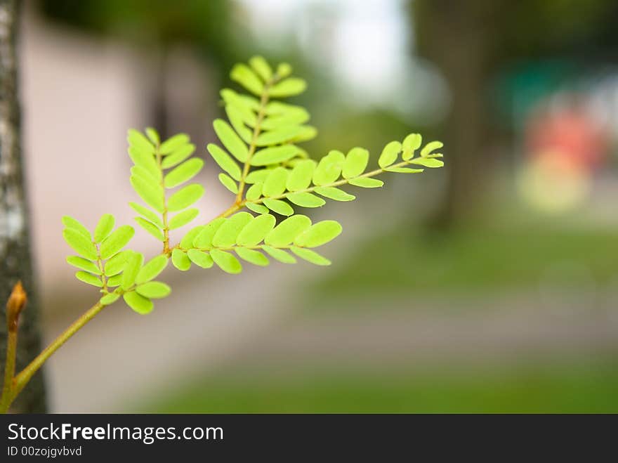 Young green leaves are growing from an old tree trunk, very refreshing. Young green leaves are growing from an old tree trunk, very refreshing.