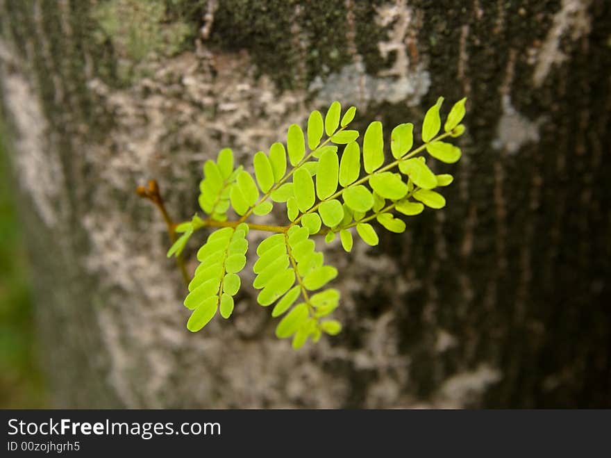 Young green leaves are growing from an old tree trunk, very refreshing. Young green leaves are growing from an old tree trunk, very refreshing.