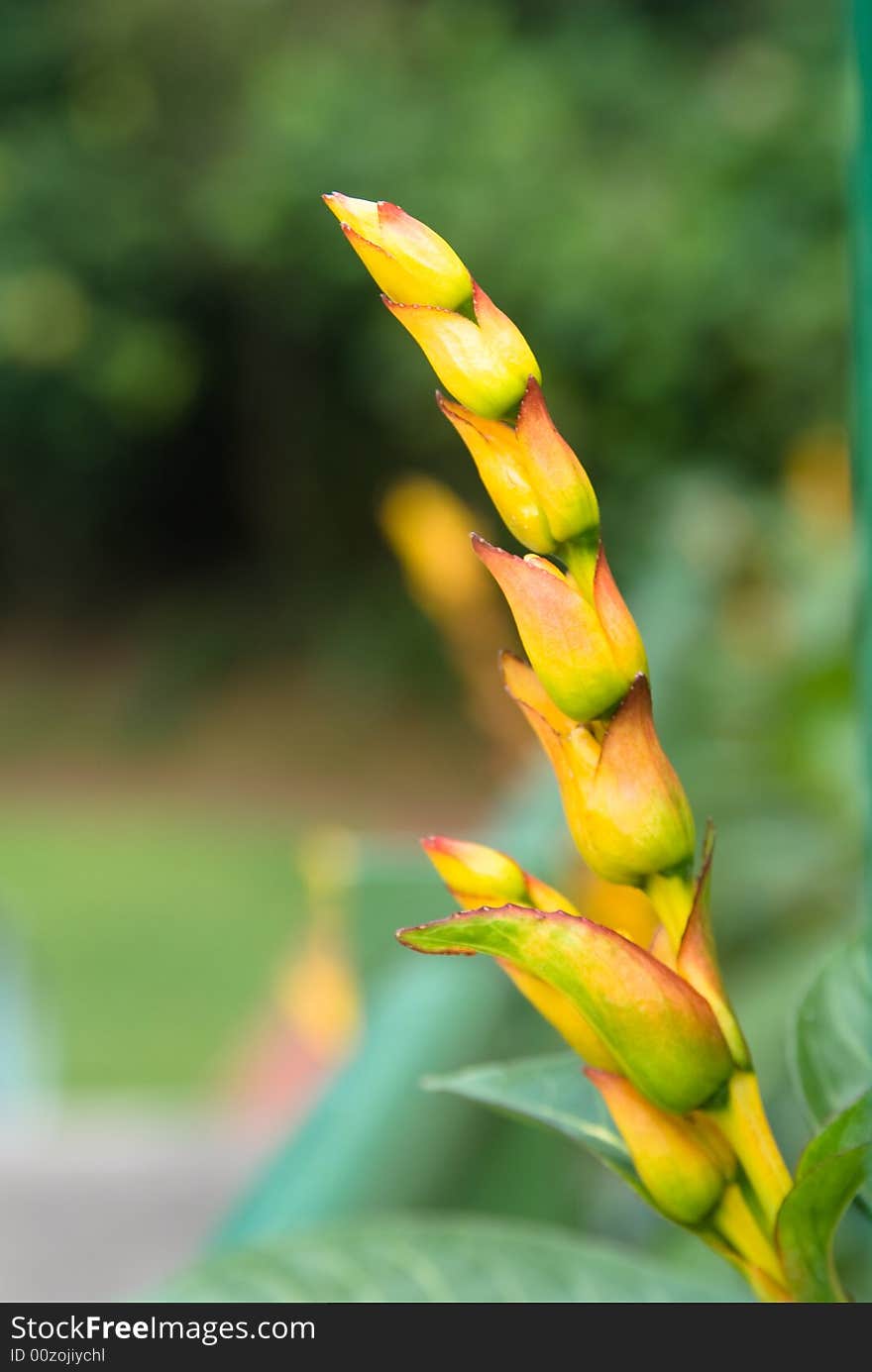 Yellow petal