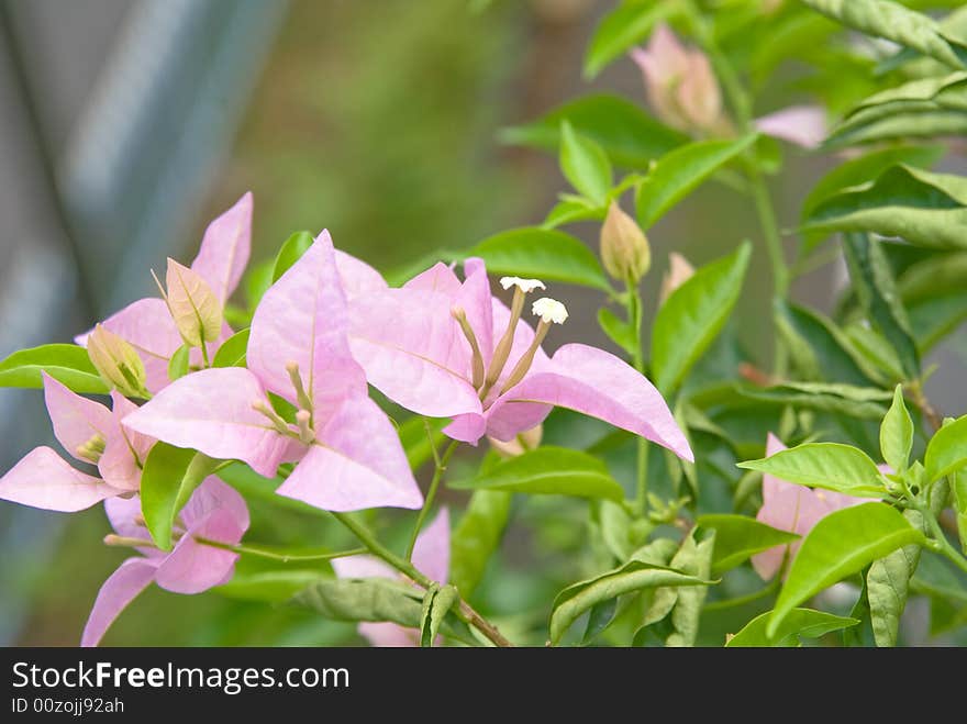 Pink Flower