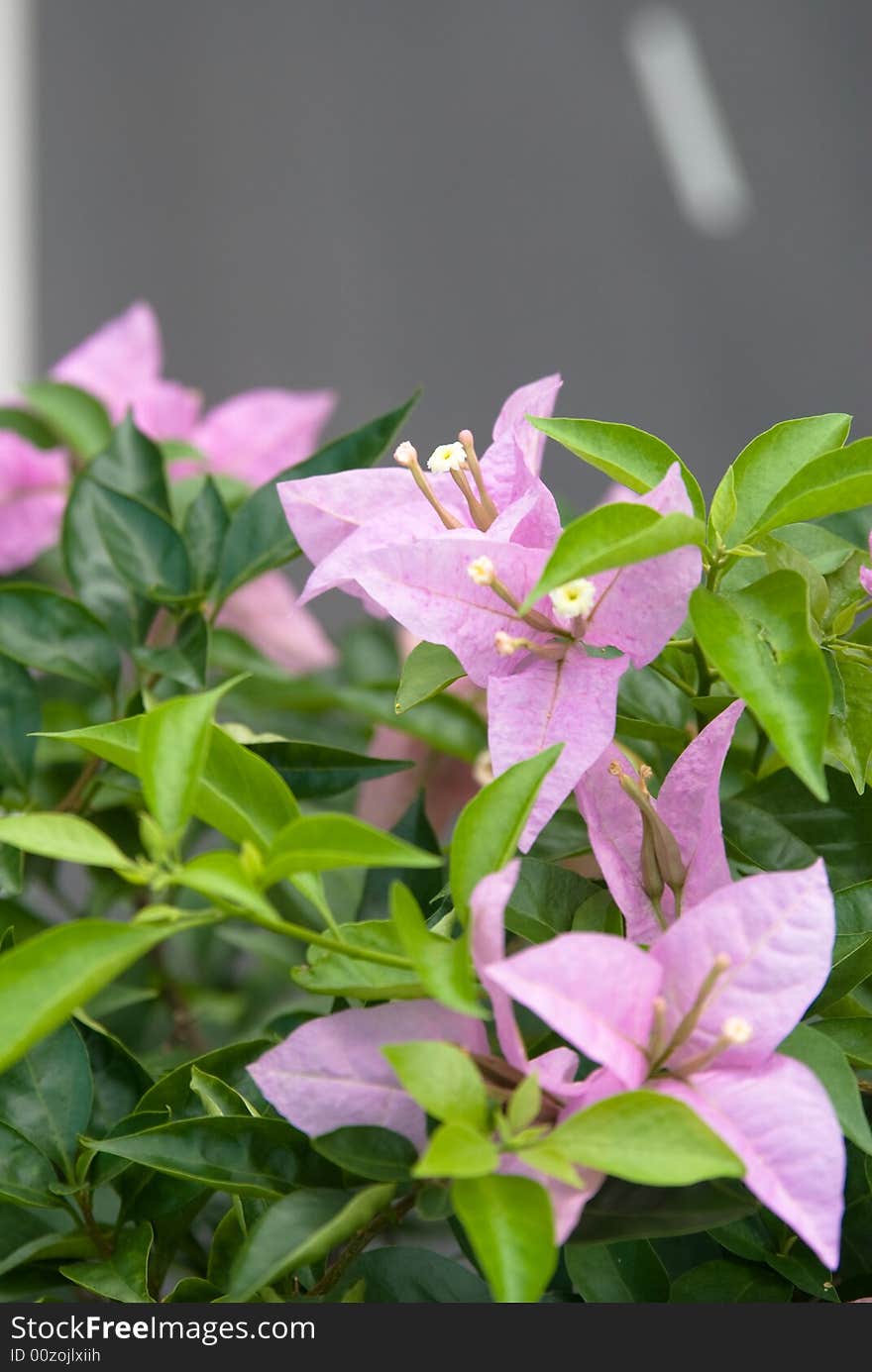 Pink Flower