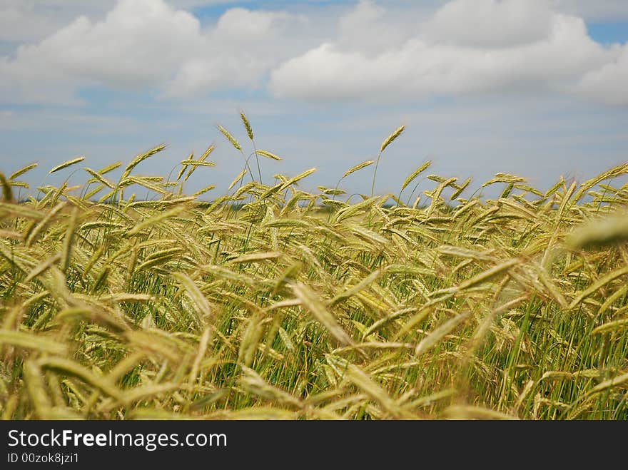 Field of wheat