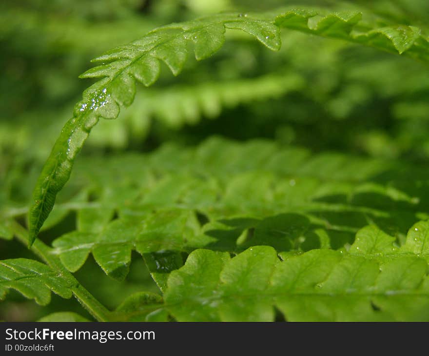 Fern with dew on a branch.