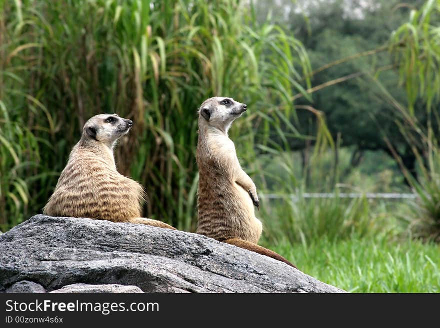 Two Meercats On Watch