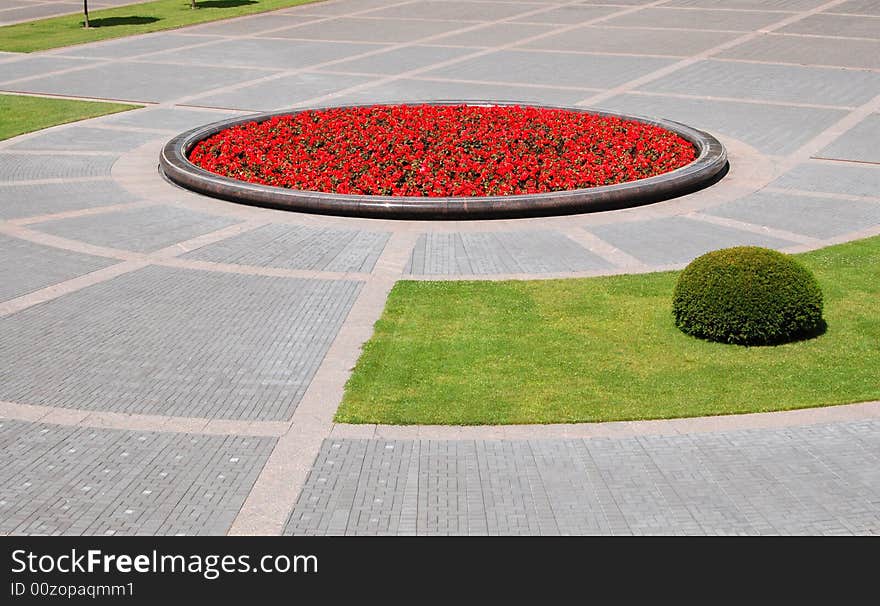 Red city flowers at summer day